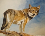 International Conference "The Wolf in the alpine cultural landscape – chances and challenges"
