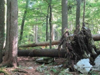 Wilderness en Autriche