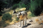 Conference "The Wolf in the alpine cultural landscape" - Registration open