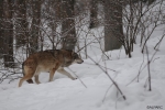Österreich : Der Wolf im Mittelpunkt einer lebhaften Debatte