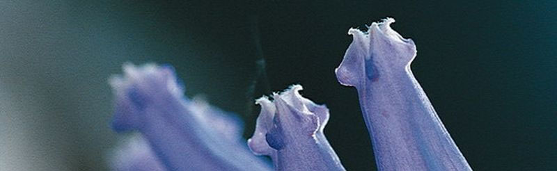 Una flora stupefacente