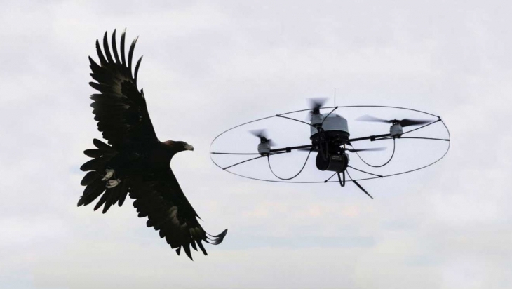 aquila contro drone