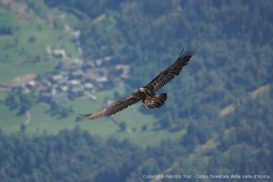 2 young bearded vultures born in the Aosta Valley