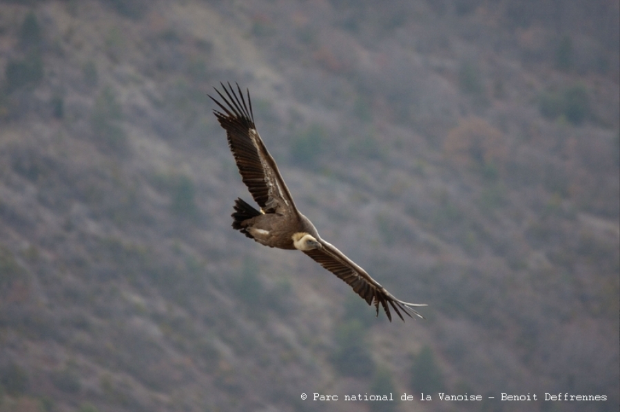 Un vautour criblé de plombs dans le Parc national de la Vanoise