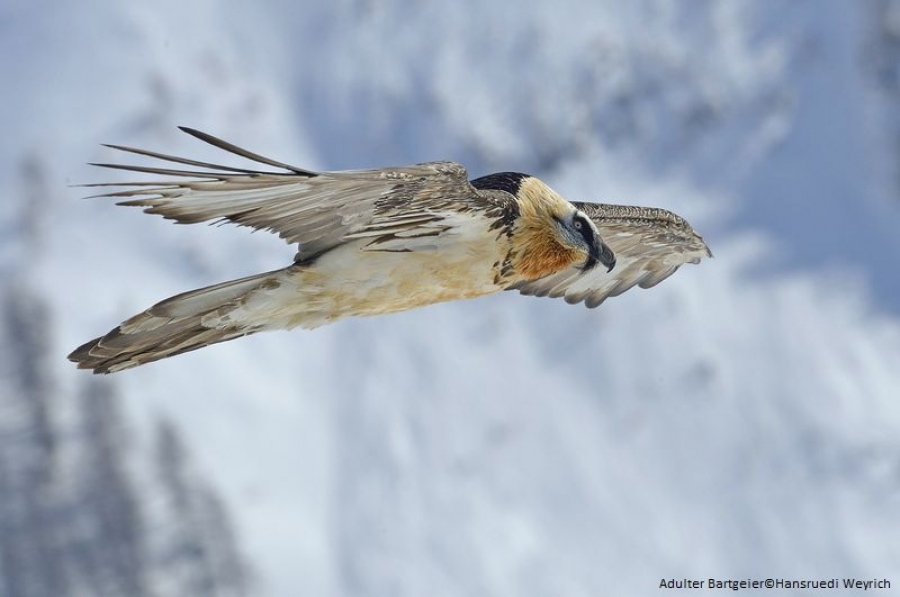 The reintroduction of the bearded vulture in the Alps: a successful transboundary project.